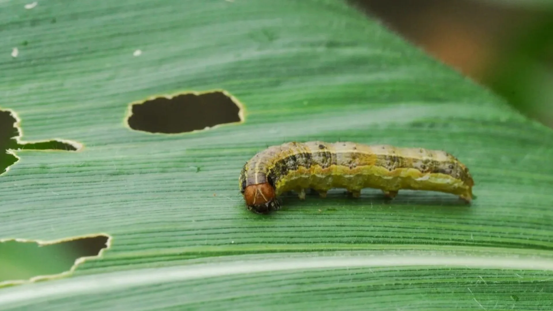 Close-up of a caterpillar on a leaf showing signs of damage with holes and bite marks.