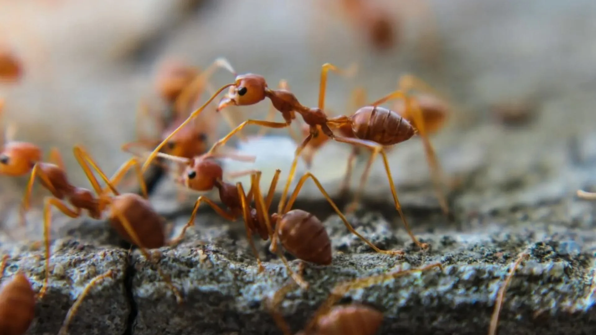 Macro shot of several red ants interacting on a textured surface