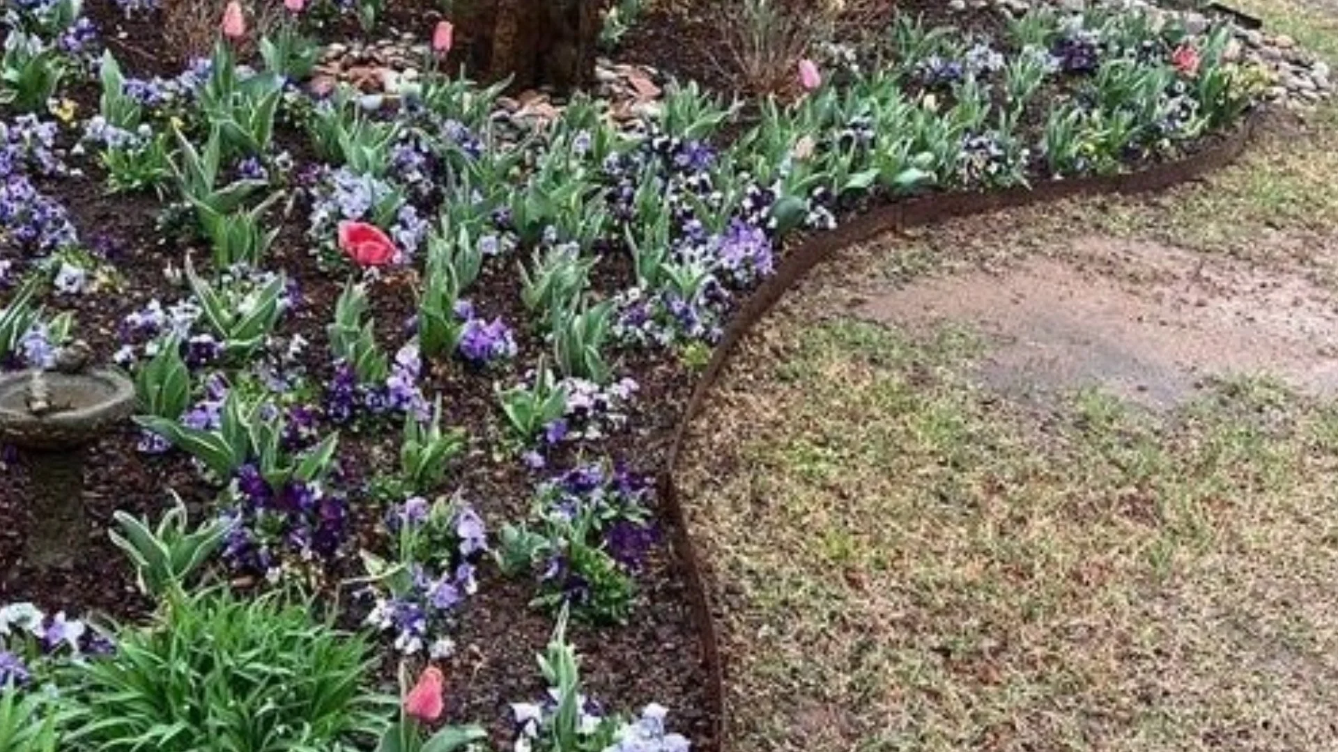 Beautiful flower garden with a variety of colorful blooms and a decorative fountain in a residential setting.