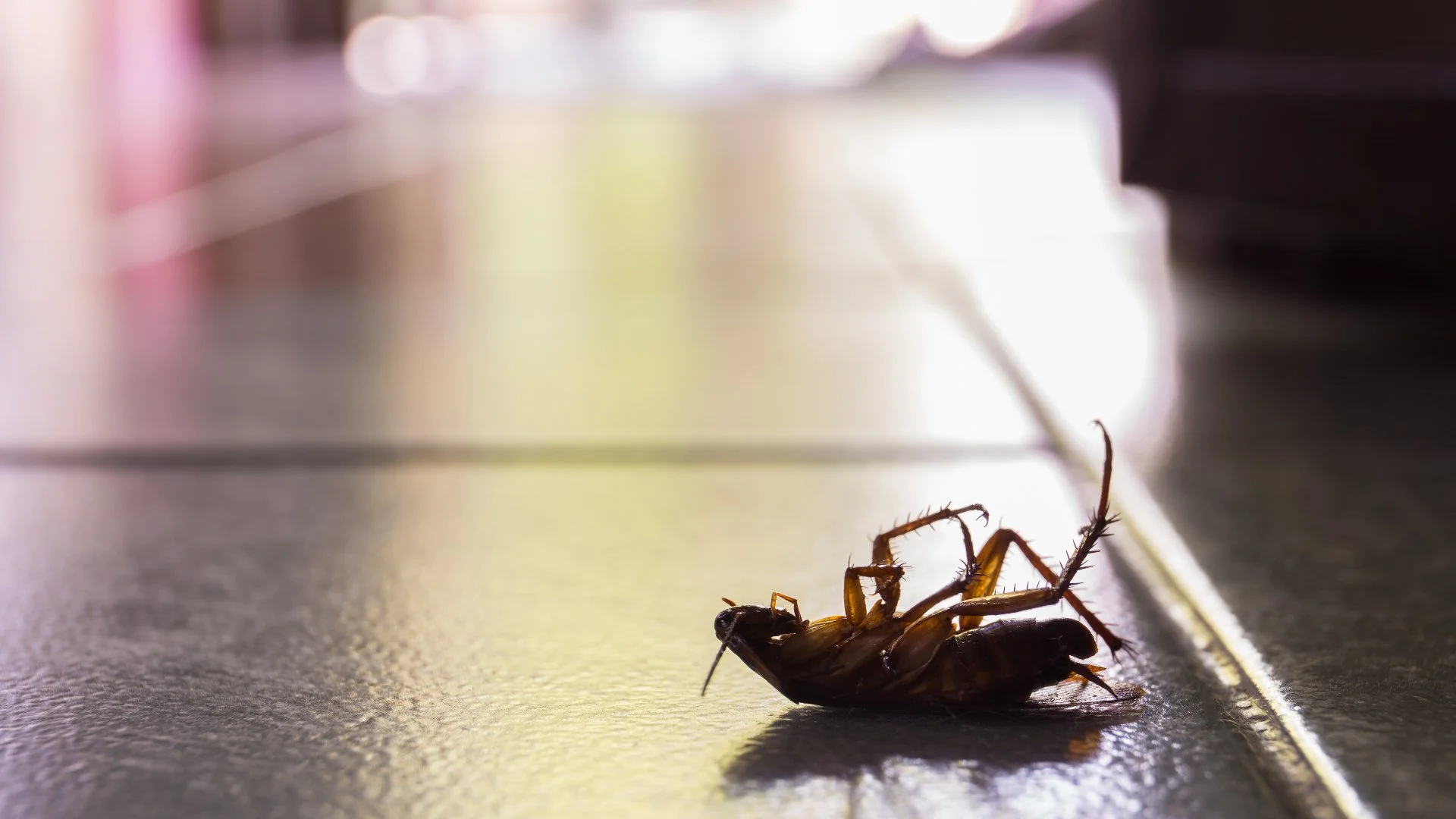 A close-up of a dead cockroach lying on a tiled floor, with a blurred background of a well-lit indoor space.