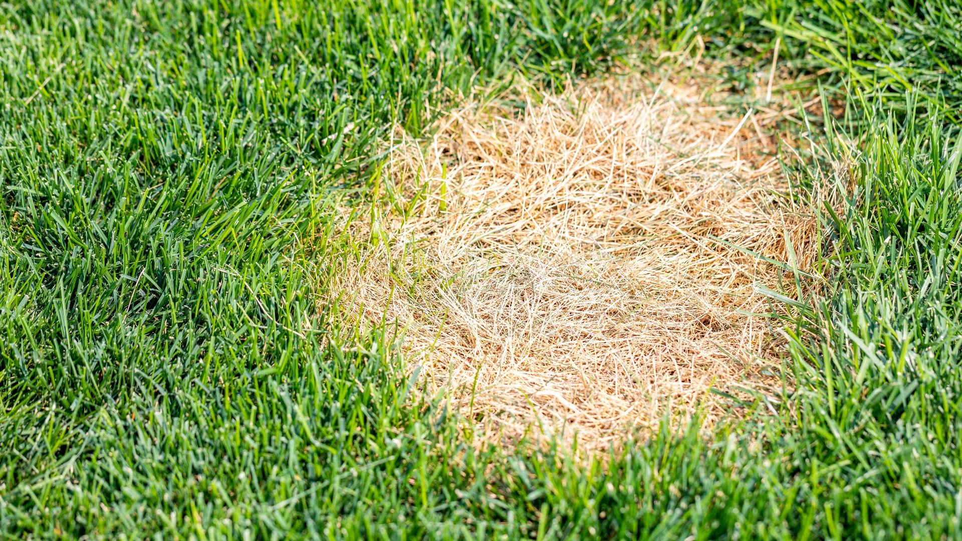 Close-up view of a lawn with a dry, patchy area surrounded by healthy green grass.