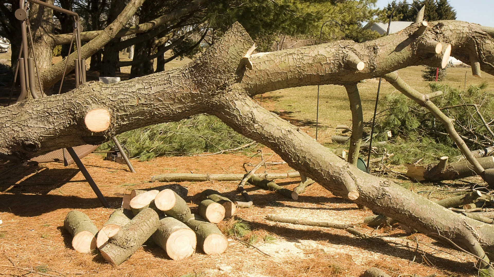 Large fallen tree branch and cut logs in a wooded area, with surrounding tree debris on the ground.