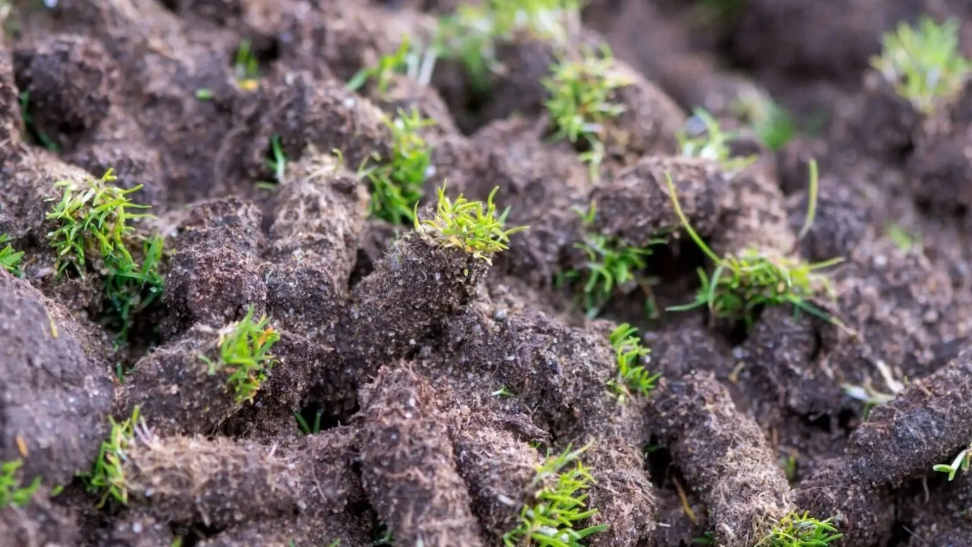 Close-up of freshly tilled soil with small grass sprouts emerging from the ground.