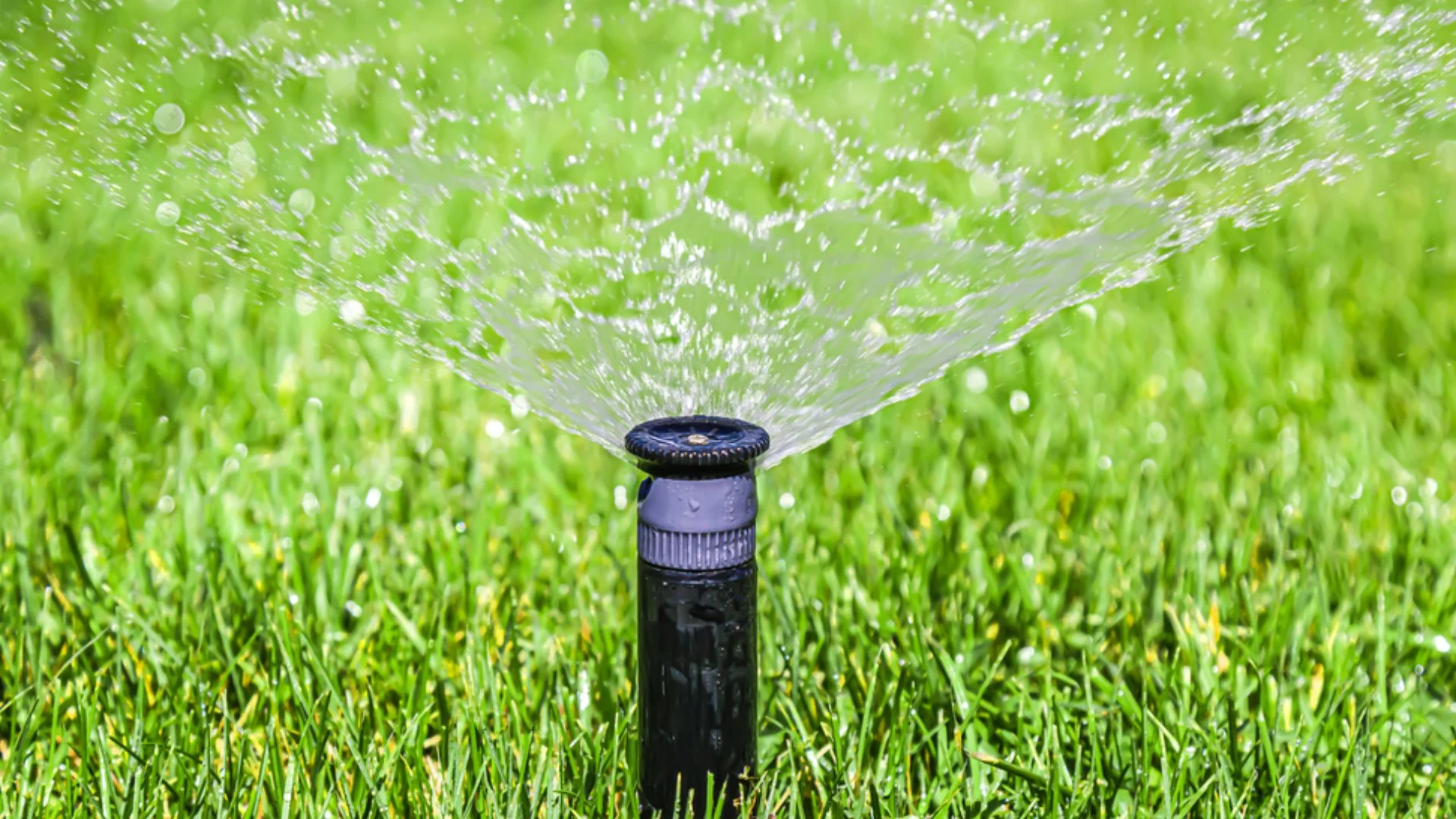 Close-up of a lawn sprinkler spraying water over a lush green grass field