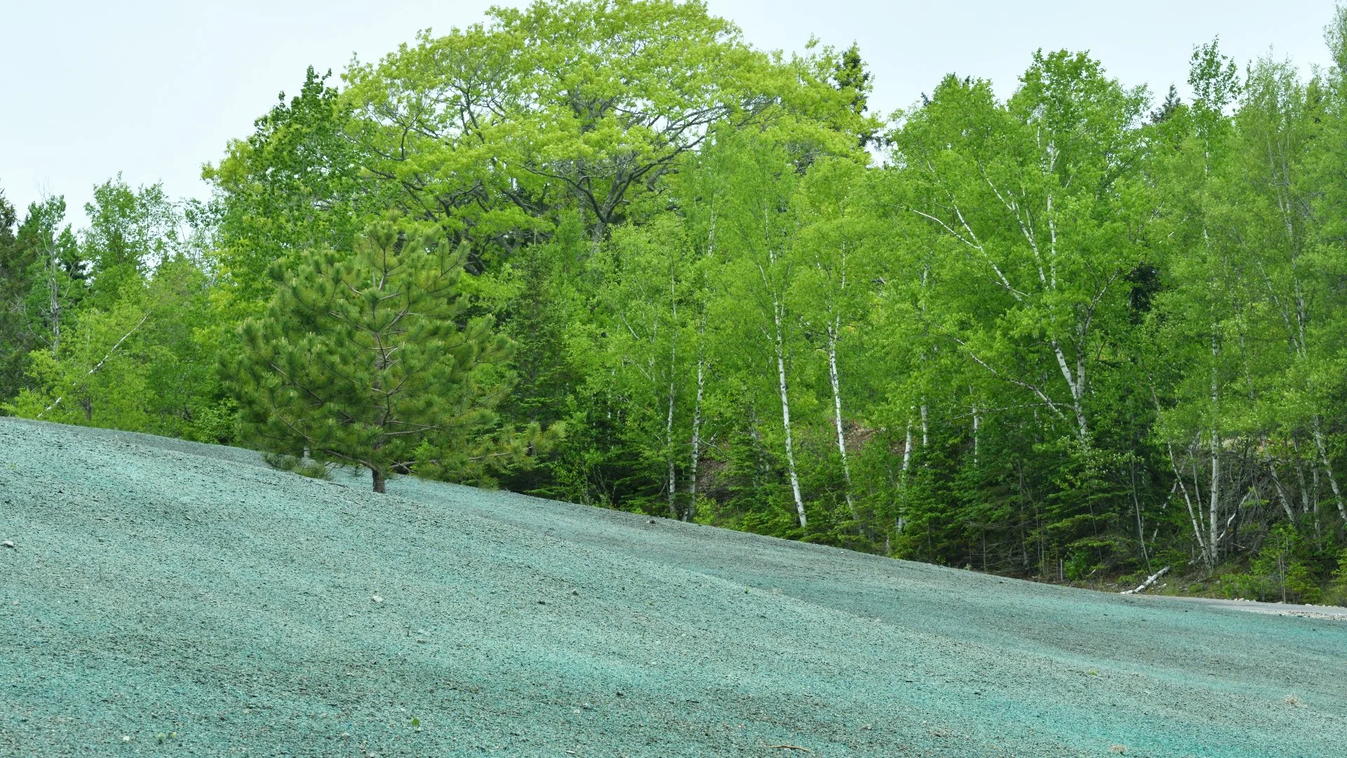 Scenic hillside covered in green vegetation with a mix of pine and birch trees under a cloudy sky.