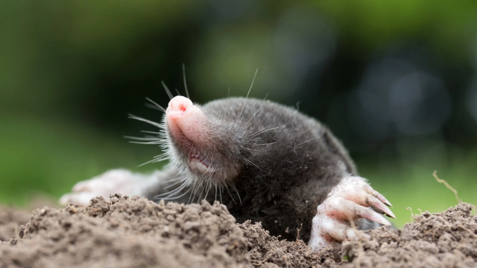 A close-up of a mole partially emerging from the ground, showcasing its pink nose and clawed paws, with a blurred green background