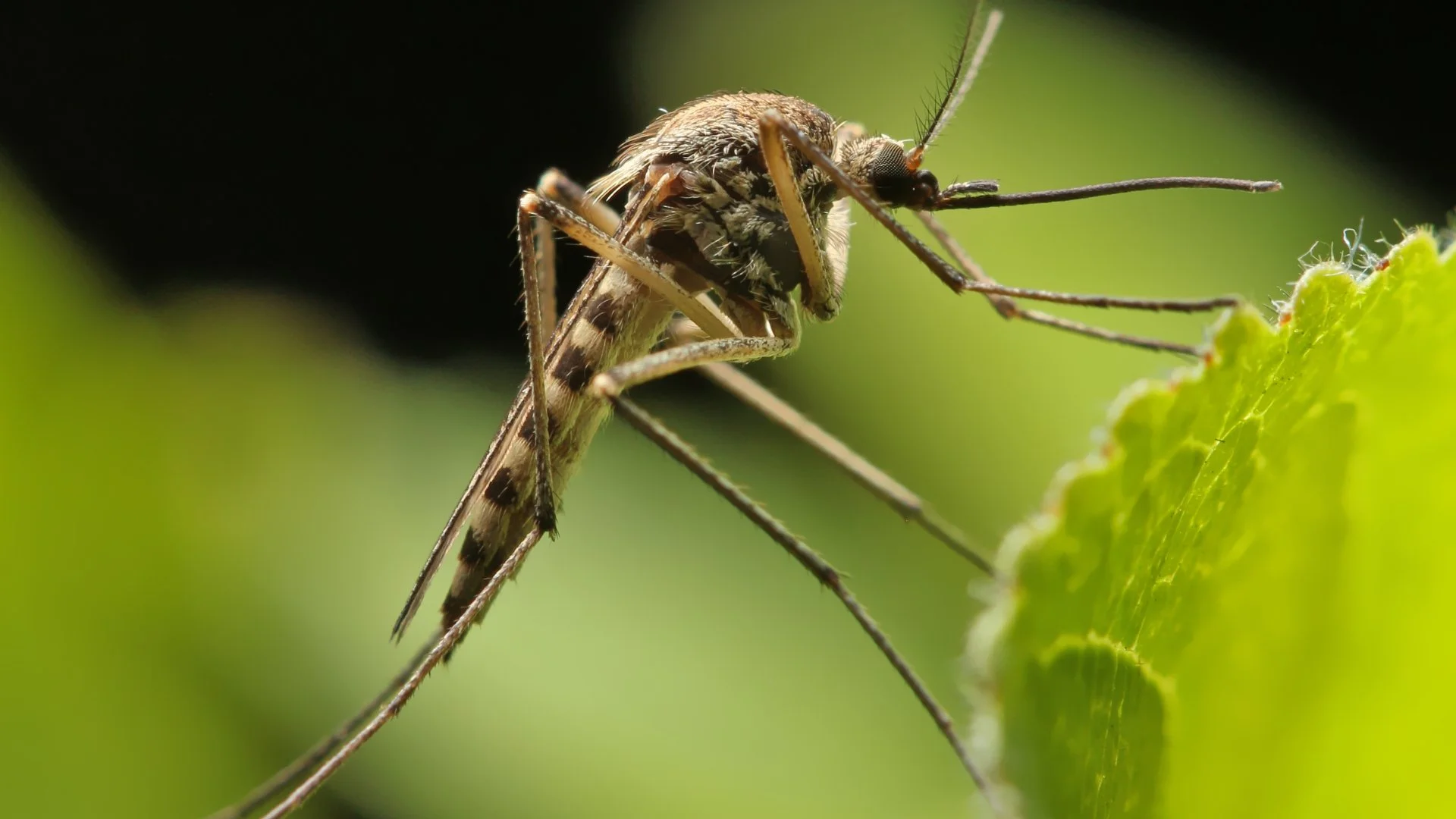 A detailed close-up of a mosquito perched on a green leaf, highlighting its features against a softly blurred background.