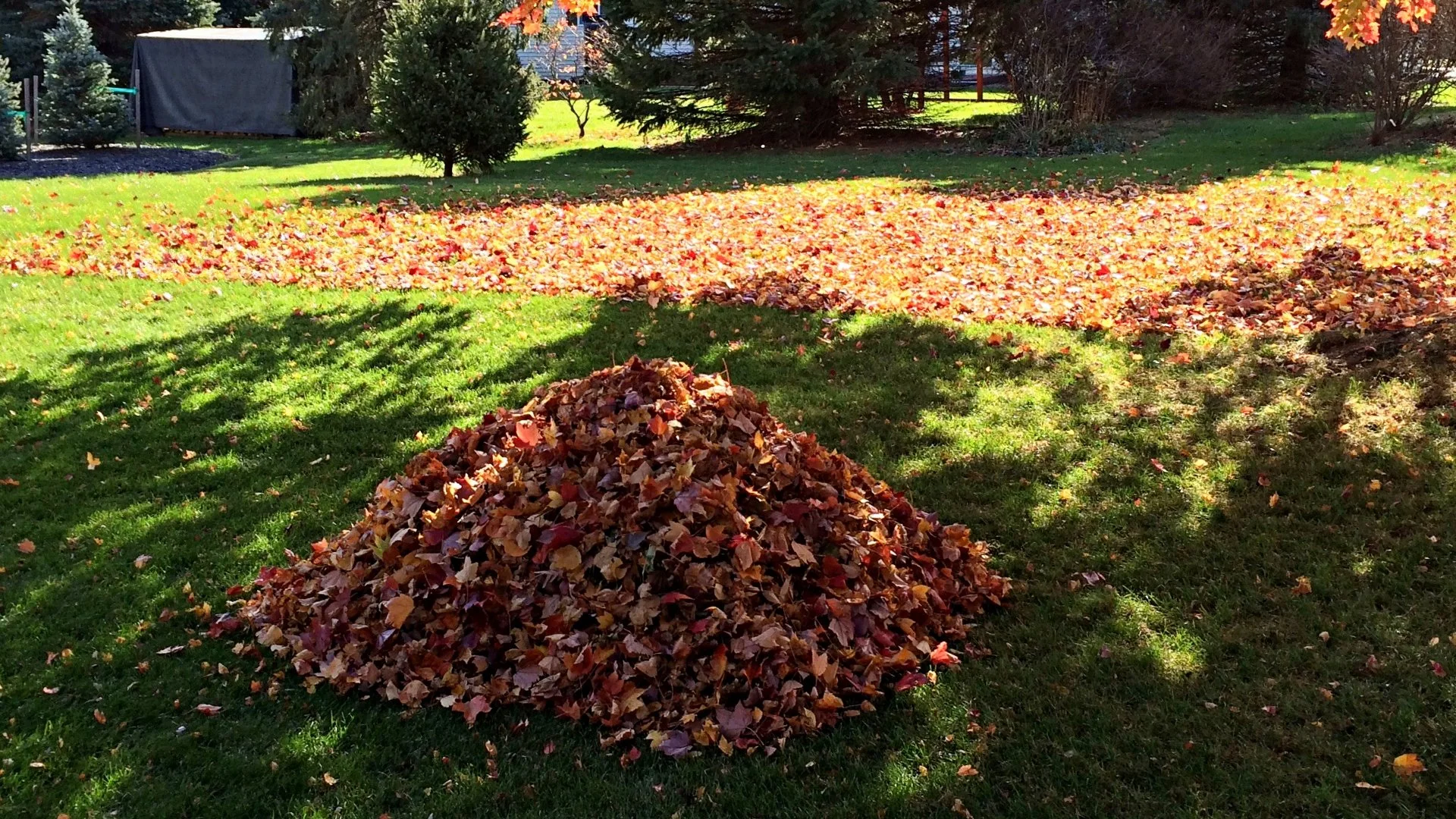 Say No to Burning Your Leaf Piles!