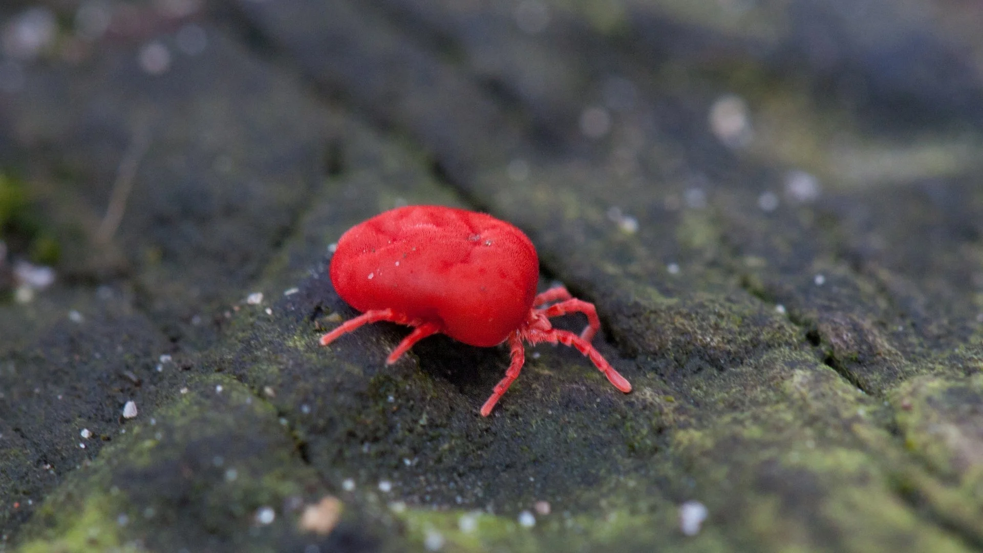 A close-up of a bright red mite crawling on a textured surface, highlighting its intricate features against a blurred background.