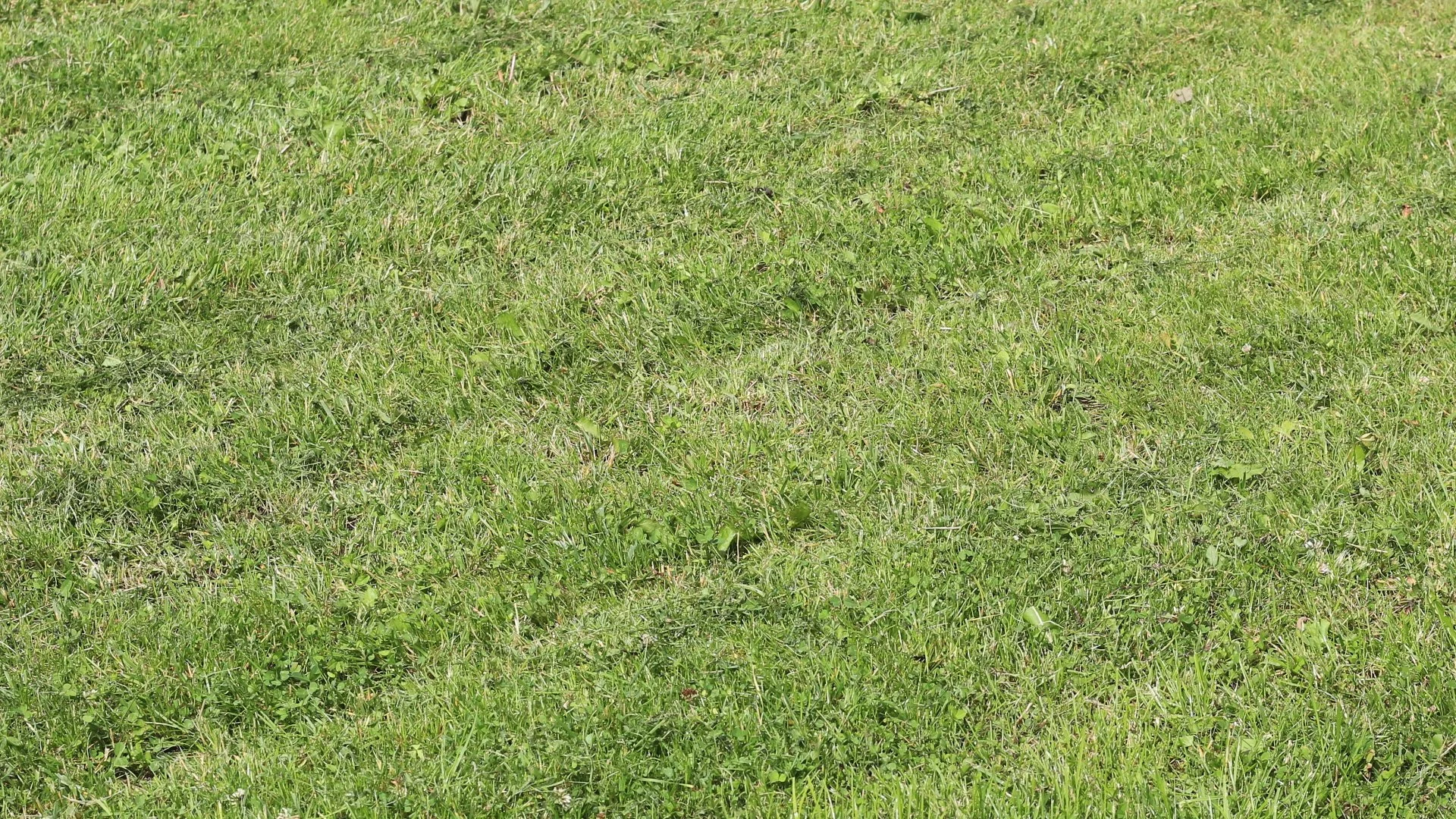 These Mowing Mistakes Could Lead to Ruts in Your Soil!