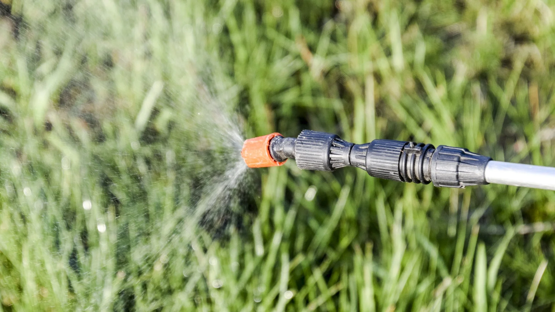 Do You Need to Use Pre-Emergent or Post-Emergent Weed Control in the Fall?