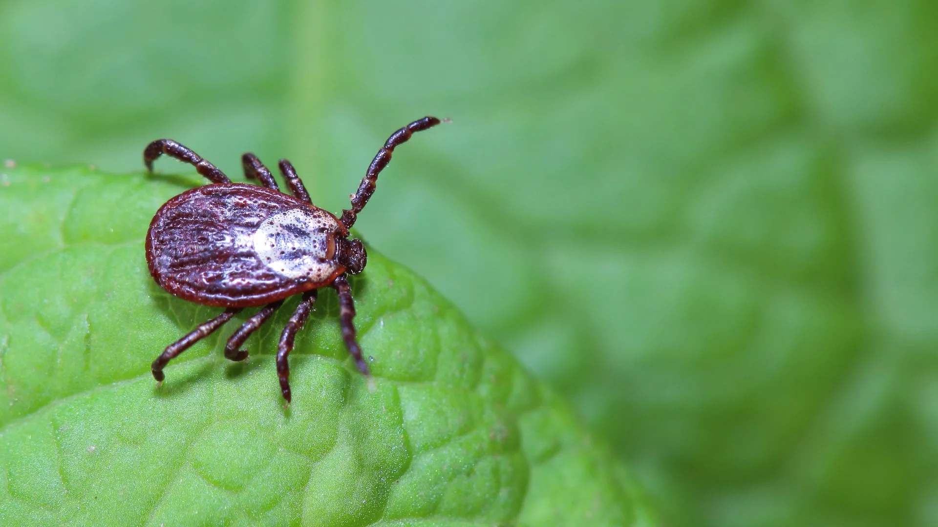 A close-up of a tick resting on a green leaf, showcasing its detailed features against a blurred natural background