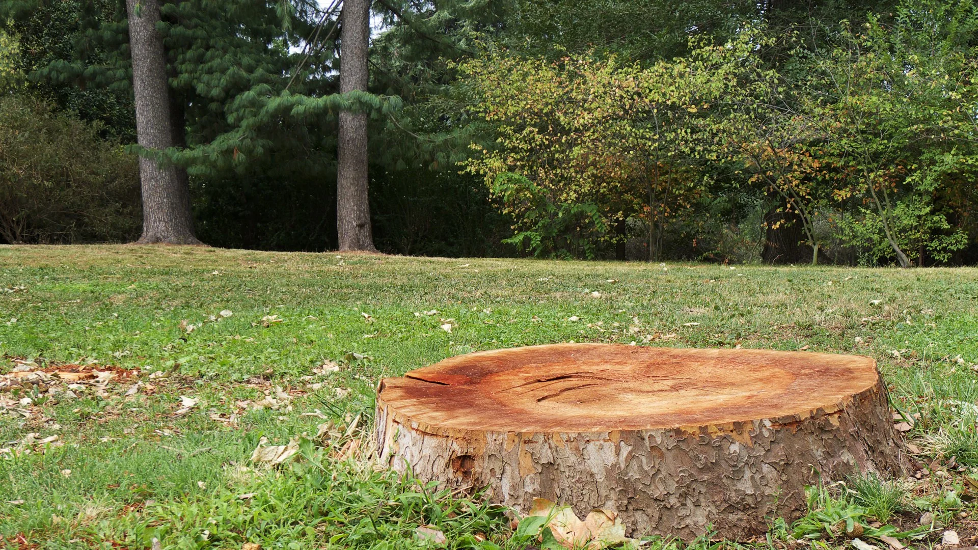 A freshly cut tree stump in a grassy park surrounded by tall trees and autumn foliage.