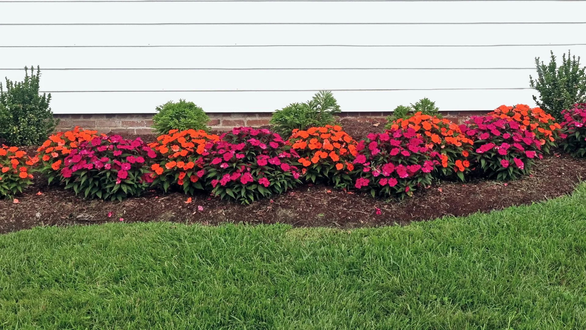 Colorful flower bed featuring pink and orange blooms with greenery, set against a residential home backdrop