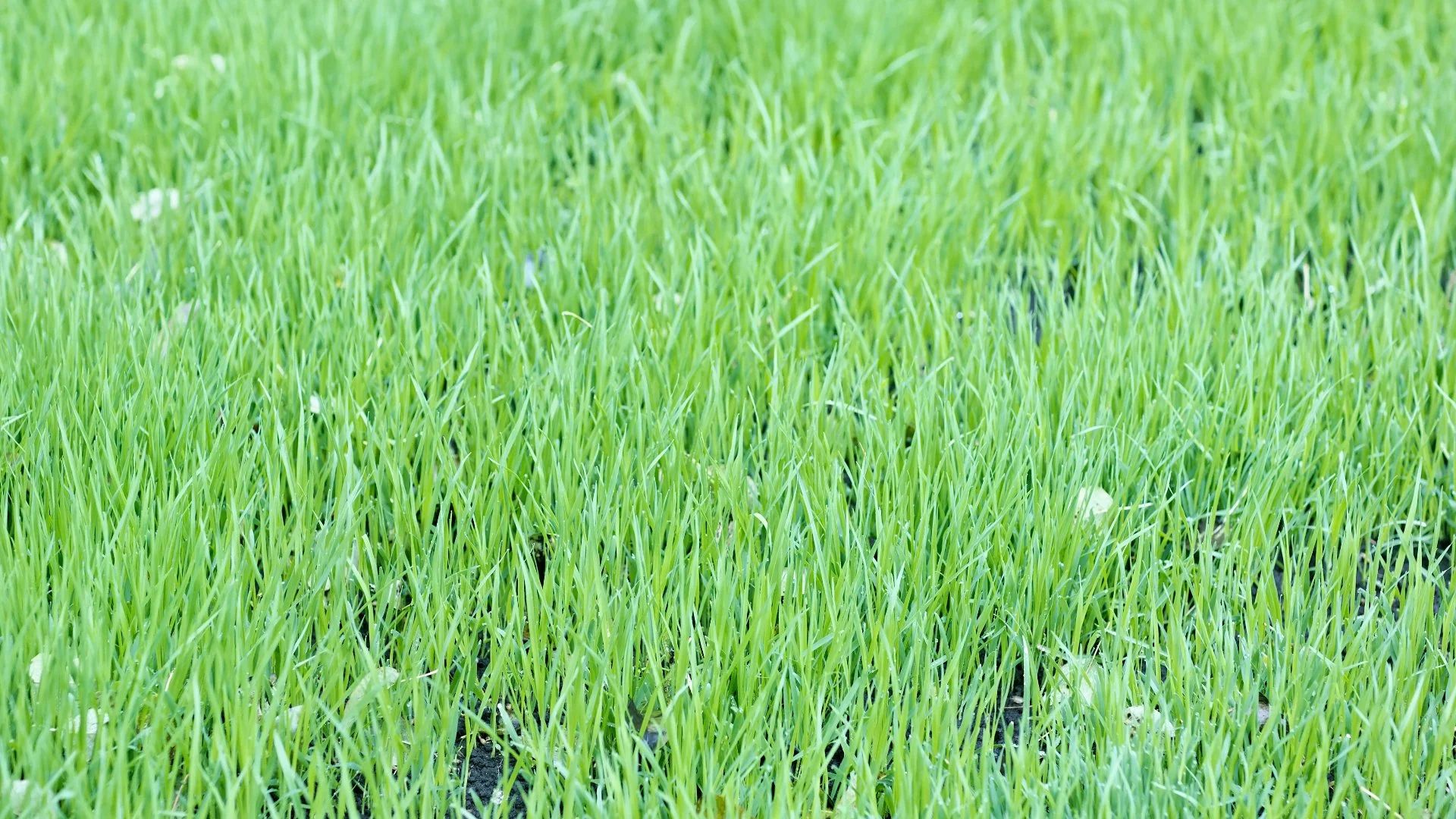 Close-up view of a lush green grass field with healthy, tall grass blades.