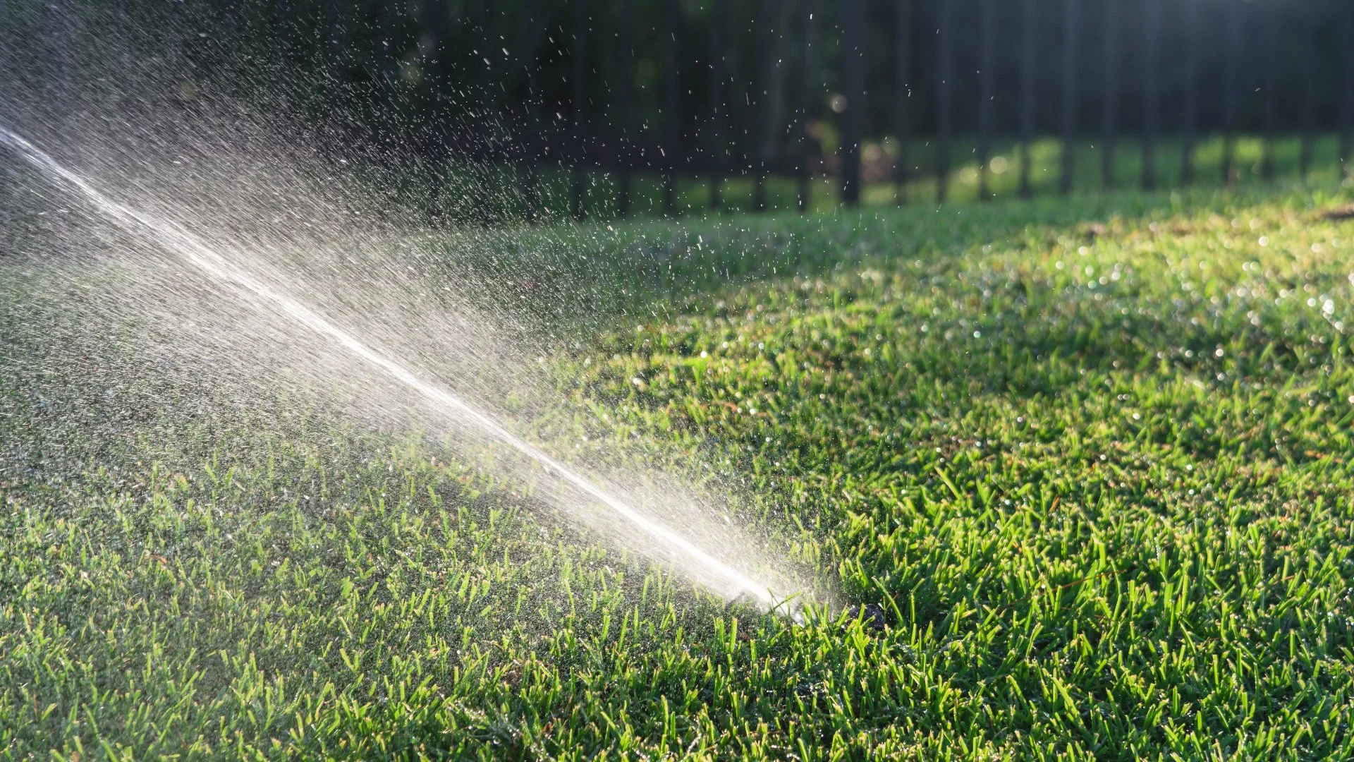 Sprinkler watering lush green grass with water droplets sparkling in the sunlight.