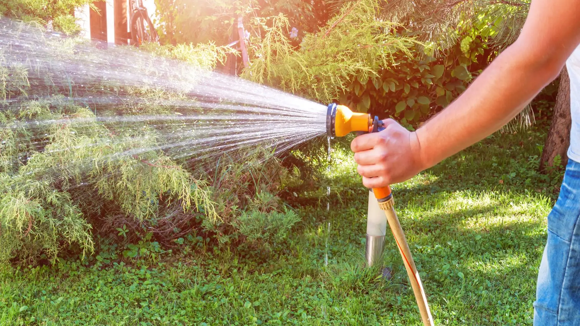When Should I Water My Lawn