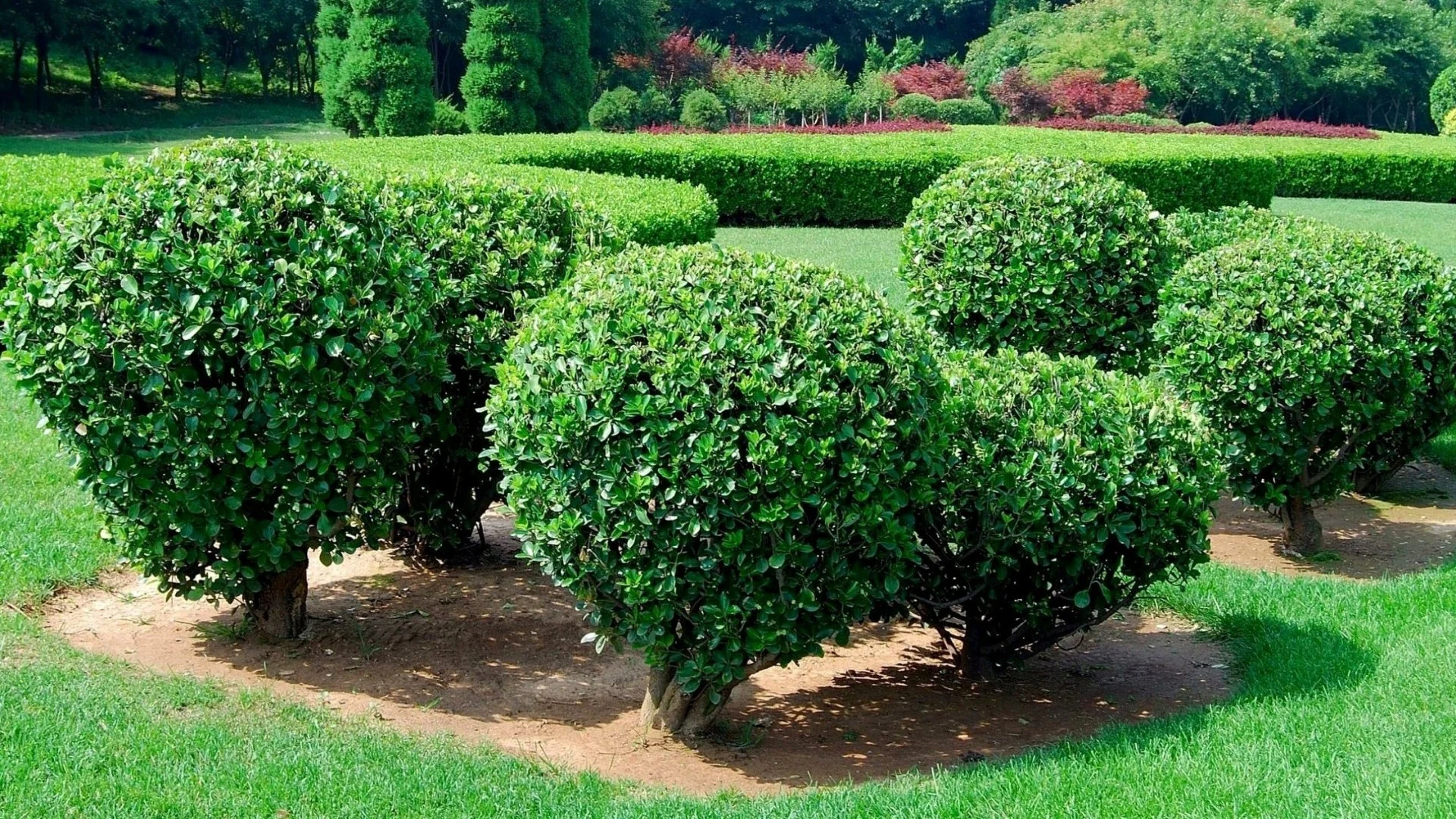 Tree And Shrub Fertilization.