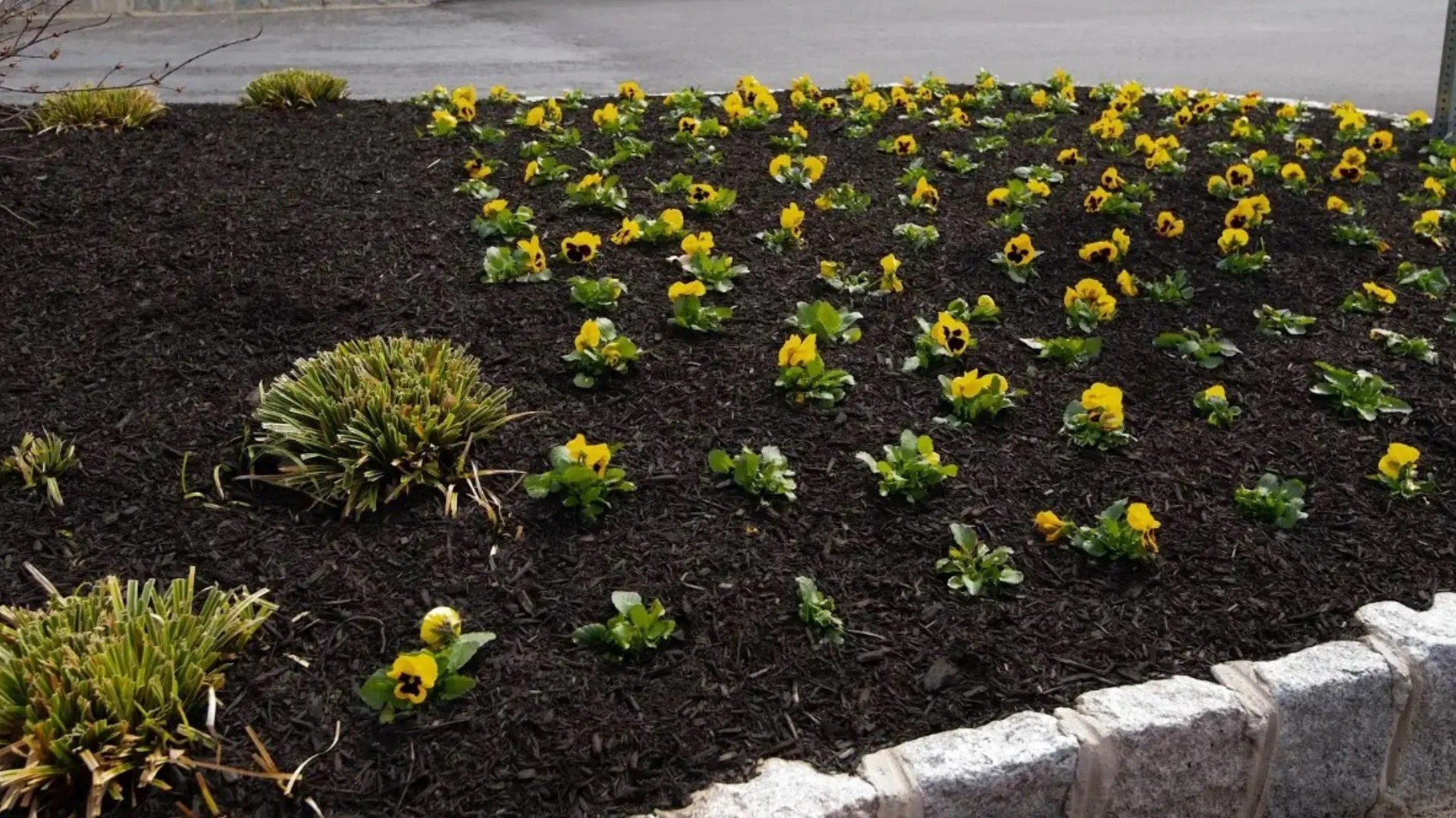 Flower bed featuring vibrant yellow pansies surrounded by dark mulch and decorative stone border.