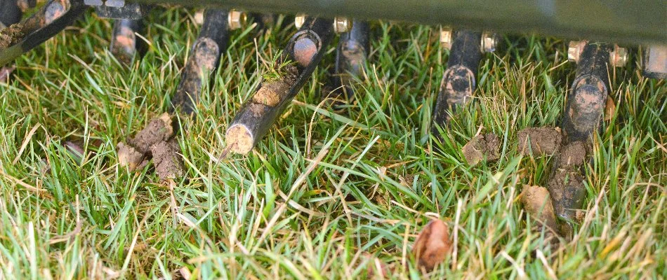 Aerator tines with plugs of soil from lawn in Tulsa, OK.