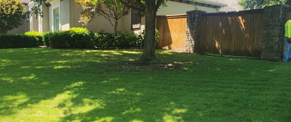 Mowed lawn in Tulsa, OK, underneath a tree.