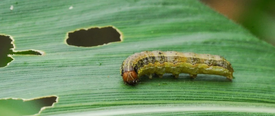 Armyworm on a damaged grass blade in Tulsa, OK.