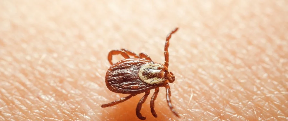 A brown tick on human skin.