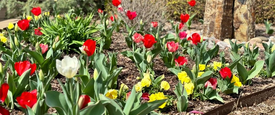 Closeup of tulips in a landscape bed in Berryhill, OK.