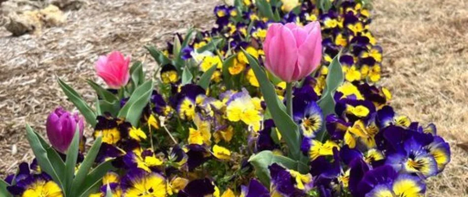 Colorful flowers on a landscape in Collinsville, OK.