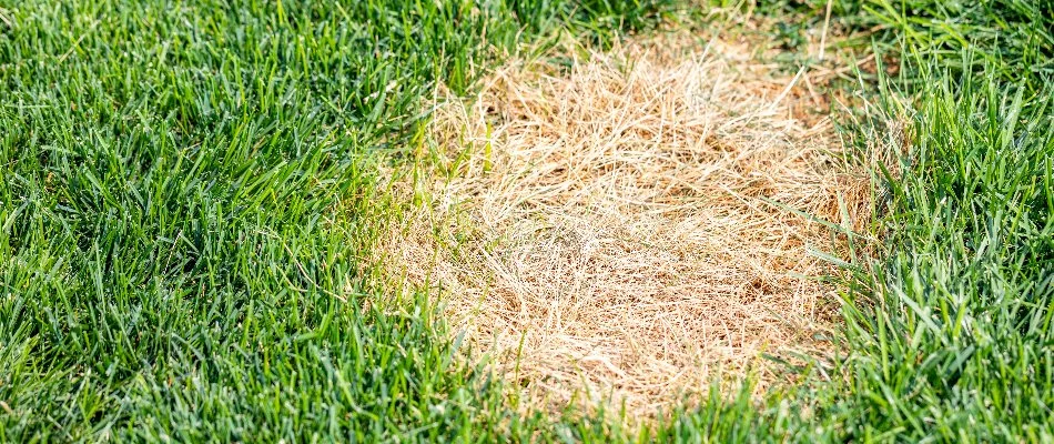 Dollar spot infecting a lawn in Tulsa, OK.