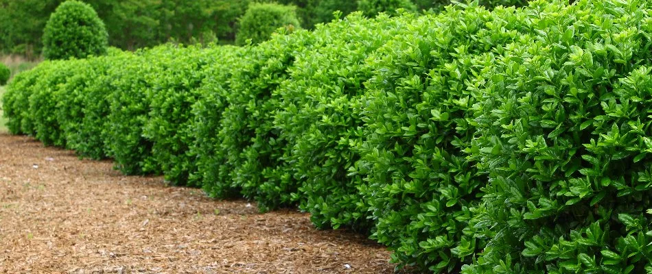 Green shrubs in a mulch bed in Collinsville, OK.