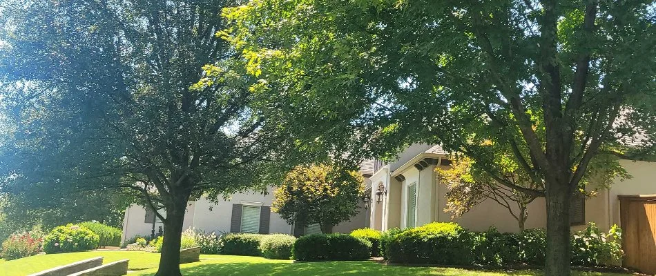 Lush trees and green shrubs in a yard in Oakhurst, OK.