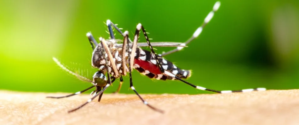 Mosquito sucking blood from a person. 