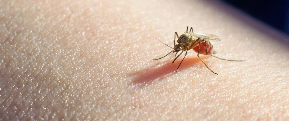 A mosquito on human skin.