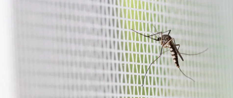 Mosquito on white netting in Tulsa County, OK.