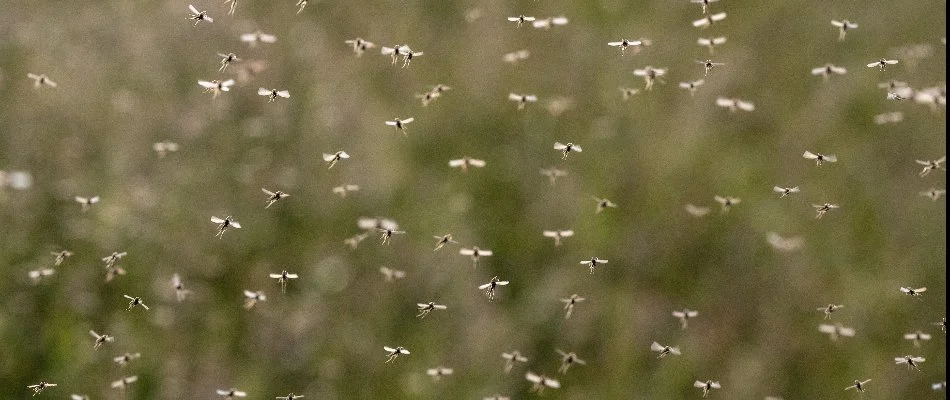 A mosquito swarm.