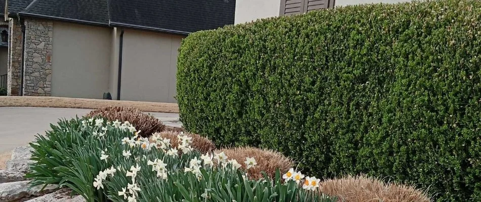 Neatly trimmed green shrubs behind white flowers in Tulsa, OK.