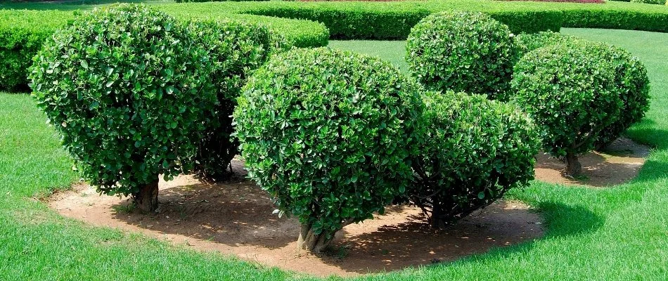 Freshly trimmed plants on a property in Turley, OK.