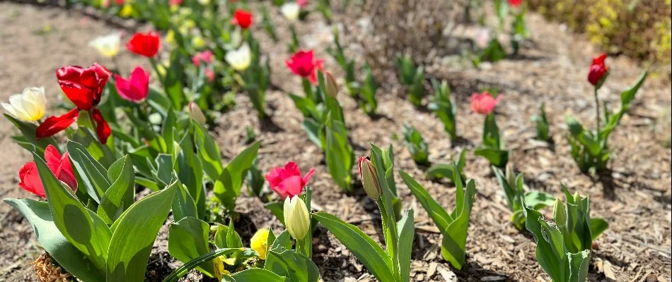 Red, yellow, and white flowers on a landscape in Oakhurst, OK.