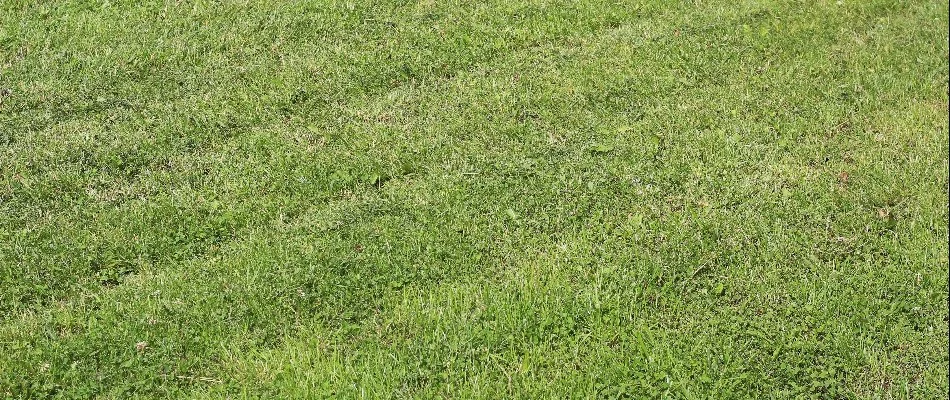 A lawn in Tulsa, OK, with ruts due to improper mowing.