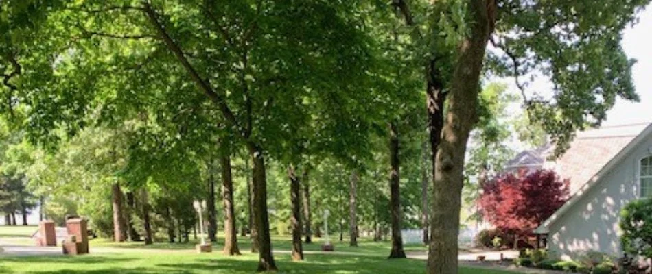 Tall lush trees near a house in Sperry, OK.