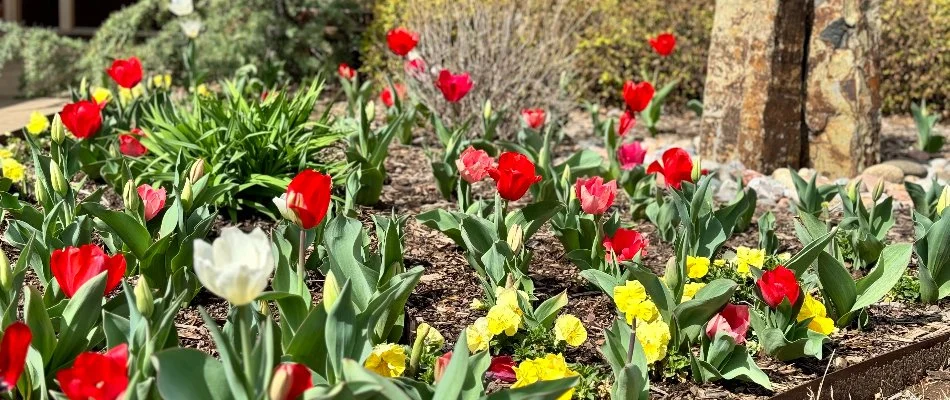 Tulips installed on property in Tulsa County, OK.